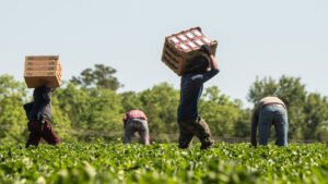 Agriculture jobs London No experience