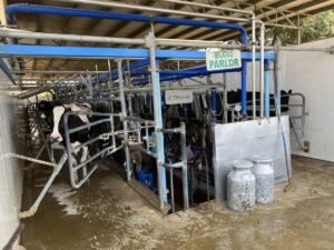 Dairy farm jobs in Japan for Foreigners