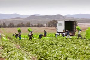 Farming worker required in Portugal for foreigners