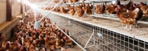 Dubai poultry farm jobs