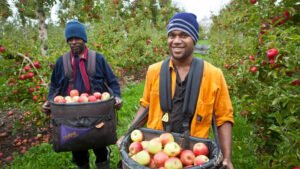 Seasonal farm work Australia