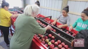 Apple packing jobs in Canada without experience